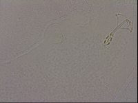 Hypsibius dujardini image