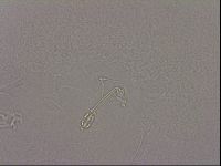 Hypsibius dujardini image