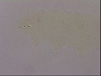 Hypsibius dujardini image