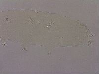 Hypsibius dujardini image