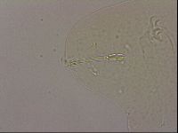 Hypsibius dujardini image
