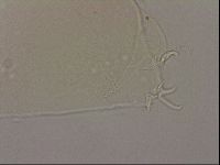 Hypsibius dujardini image