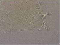Hypsibius dujardini image