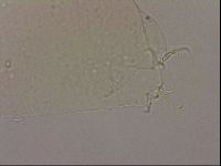 Hypsibius dujardini image