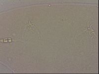 Hypsibius dujardini image