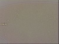 Hypsibius dujardini image