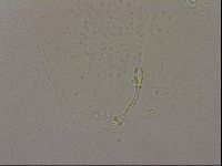 Hypsibius dujardini image