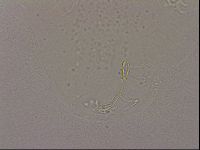 Hypsibius dujardini image