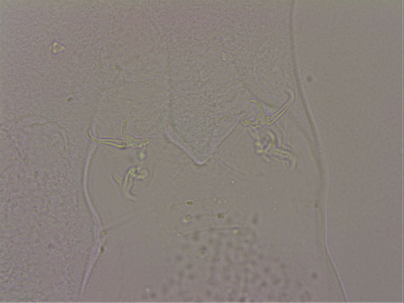 Hypsibius dujardini image