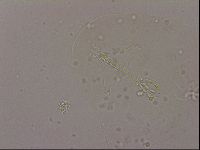 Hypsibius dujardini image