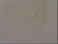 Hypsibius dujardini image
