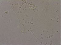Hypsibius dujardini image