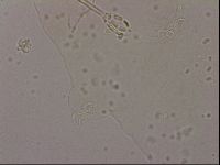 Hypsibius dujardini image