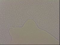 Hypsibius dujardini image