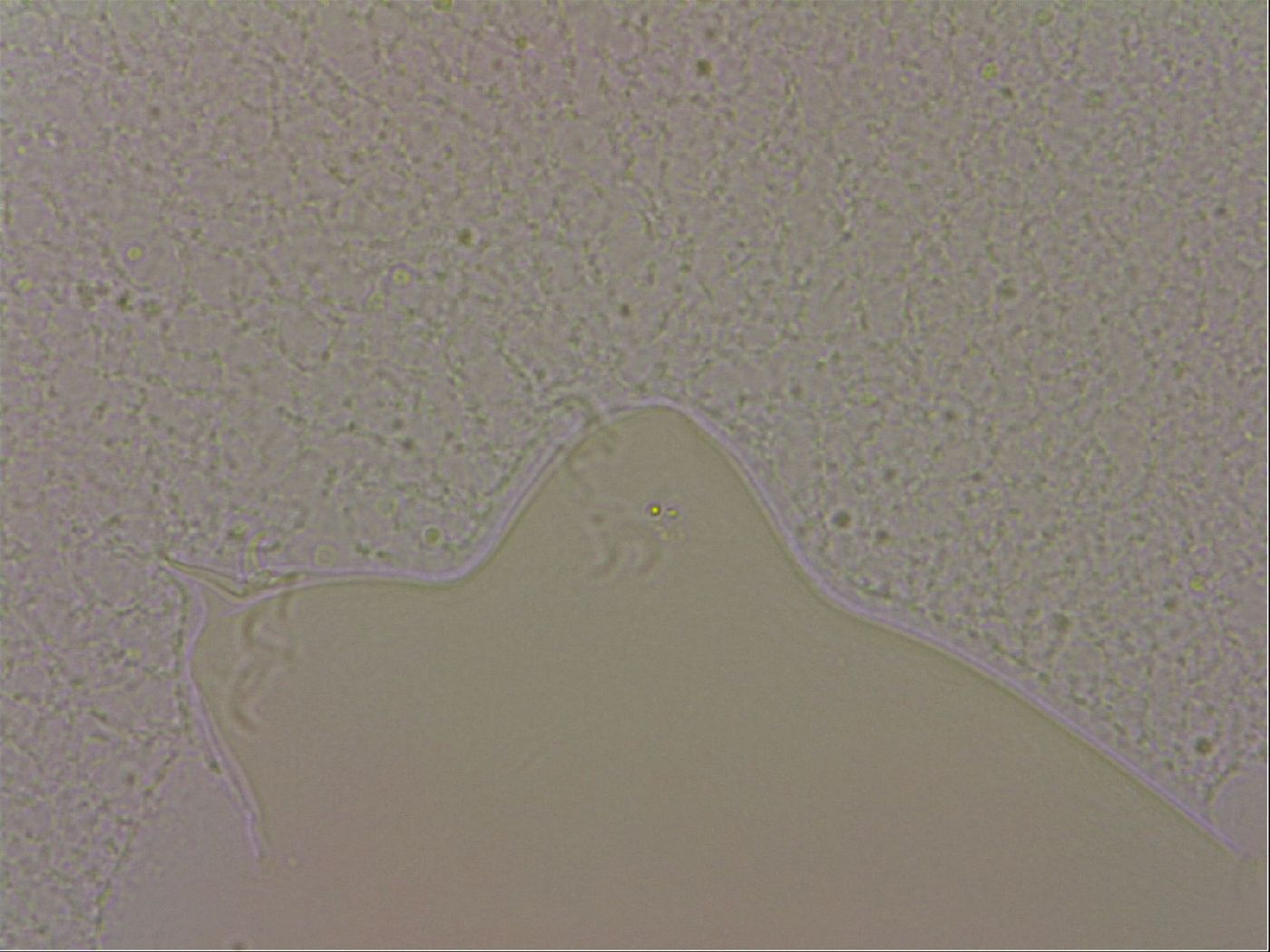 Hypsibius dujardini image