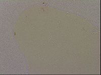 Hypsibius dujardini image