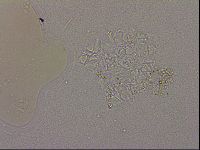 Hypsibius dujardini image