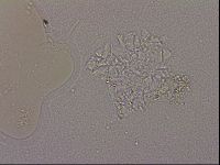 Hypsibius dujardini image