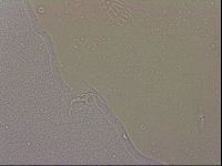 Hypsibius dujardini image