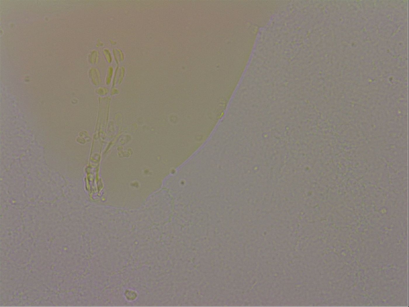 Hypsibius dujardini image