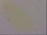 Hypsibius dujardini image