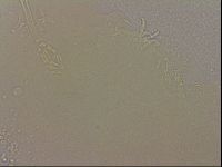 Hypsibius dujardini image