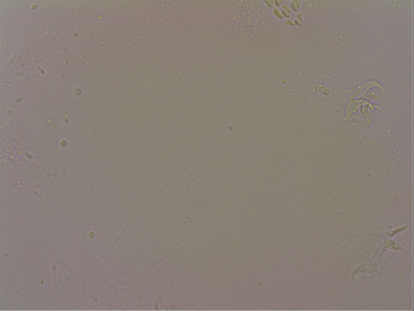 Hypsibius dujardini image