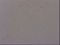 Hypsibius dujardini image