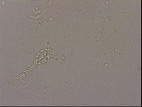 Hypsibius dujardini image