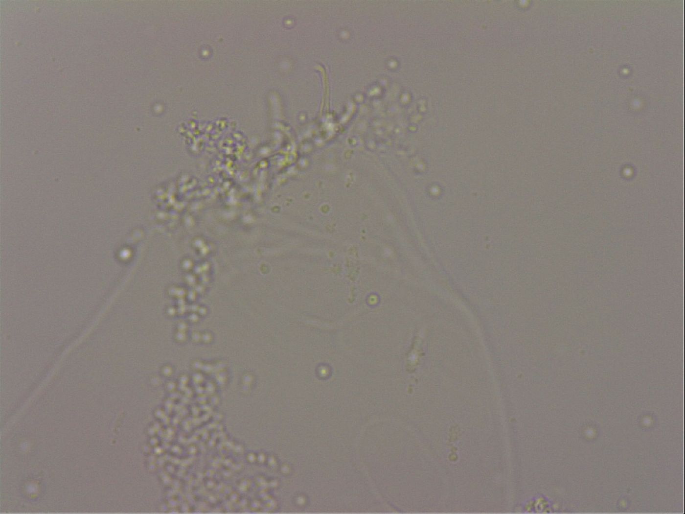 Hypsibius dujardini image