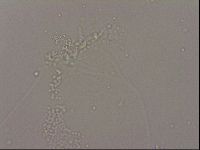 Hypsibius dujardini image