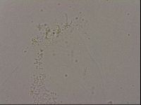 Hypsibius dujardini image
