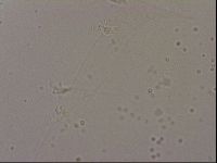 Hypsibius dujardini image