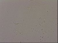 Hypsibius dujardini image