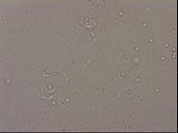 Hypsibius dujardini image