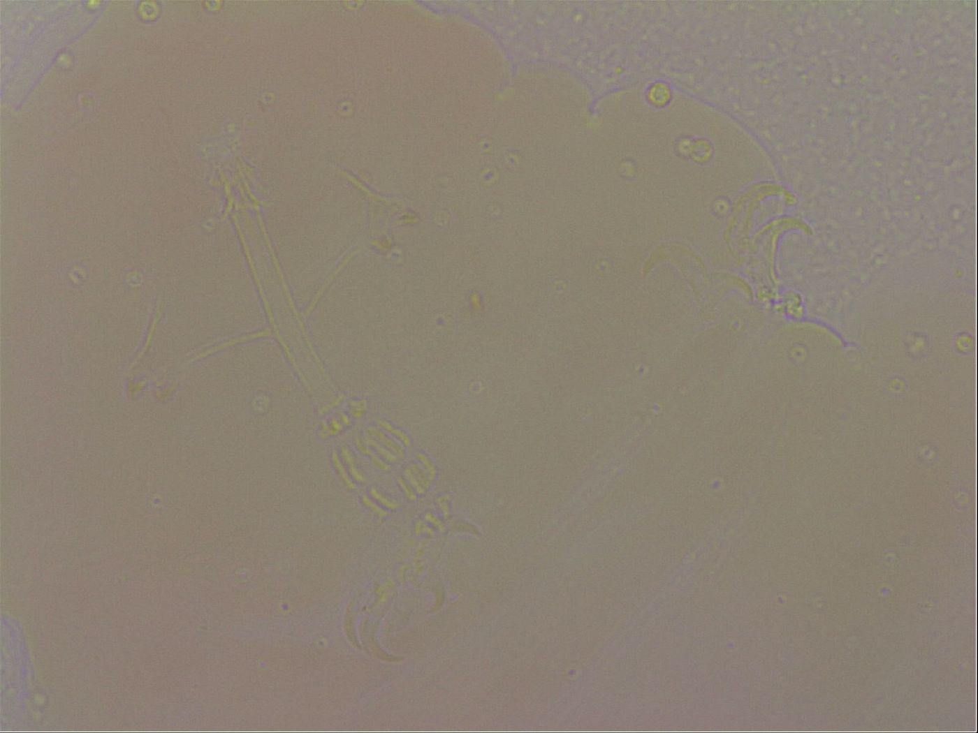 Hypsibius dujardini image