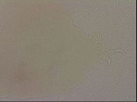 Hypsibius dujardini image