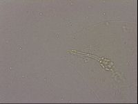 Hypsibius dujardini image