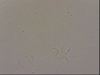 Hypsibius dujardini image