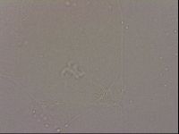 Hypsibius dujardini image