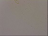 Hypsibius dujardini image