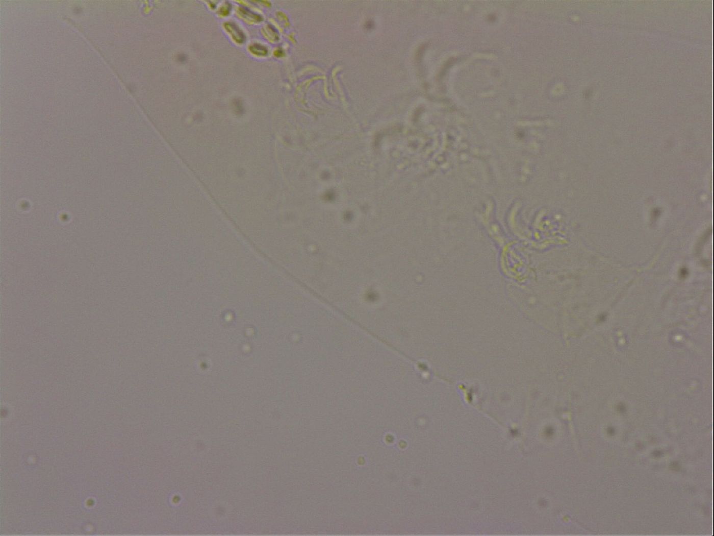 Hypsibius dujardini image