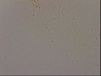 Hypsibius dujardini image