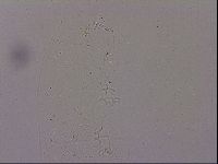 Hypsibius dujardini image