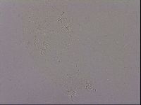 Hypsibius dujardini image