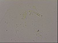 Hypsibius dujardini image