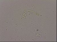 Hypsibius dujardini image