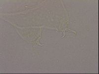 Hypsibius dujardini image