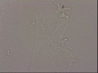 Hypsibius dujardini image