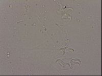 Hypsibius dujardini image